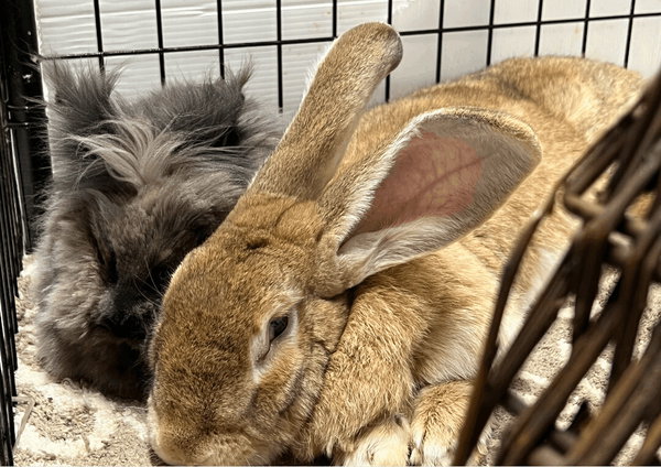 Moose and Squirrel