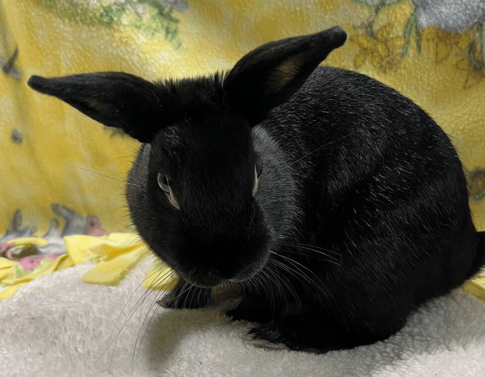 adoptable Rabbit in Waynesboro, VA named Franklin