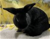 adoptable Rabbit in , VA named Franklin