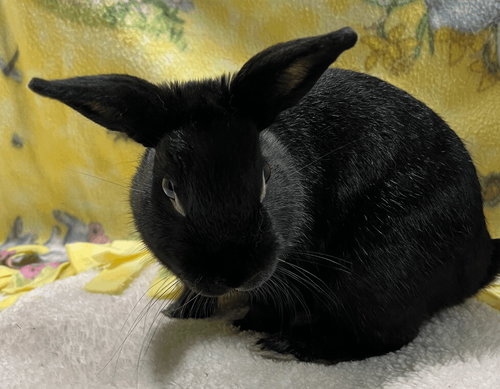 Franklin, a rabbit for adoption from Bunny Lu Adoptions Inc aka Bunny Lu Rabbit Rescue
