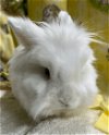 adoptable Rabbit in  named Duncan