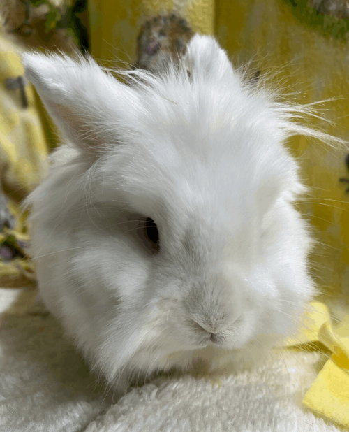 Duncan, a rabbit for adoption from Bunny Lu Adoptions Inc aka Bunny Lu Rabbit Rescue