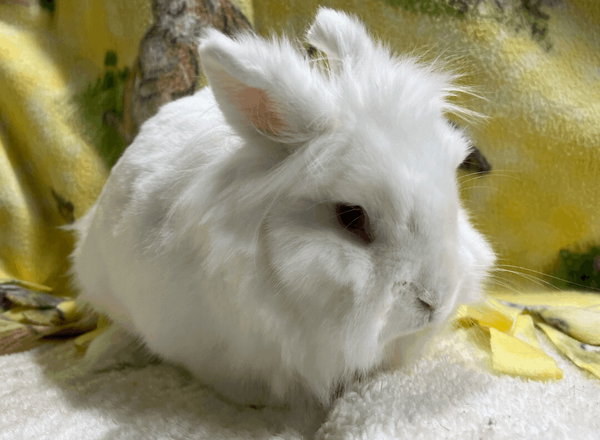 Duncan