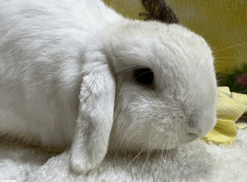 Cloud, a rabbit for adoption from Bunny Lu Adoptions Inc aka Bunny Lu Rabbit Rescue