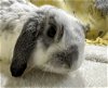 adoptable Rabbit in waynesboro, VA named Teddy
