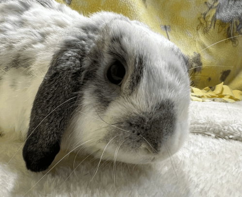 Teddy, a rabbit for adoption from Bunny Lu Adoptions Inc aka Bunny Lu Rabbit Rescue
