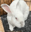 adoptable Rabbit in  named Clyde