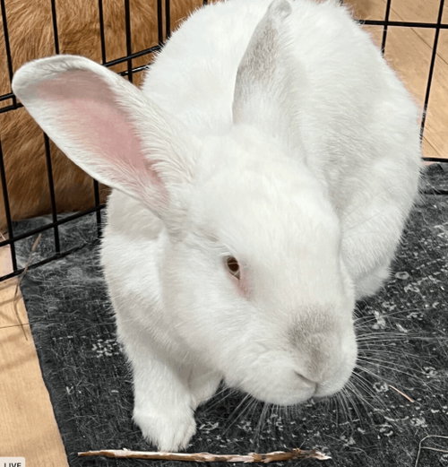 Clyde, a rabbit for adoption from Bunny Lu Adoptions Inc aka Bunny Lu Rabbit Rescue