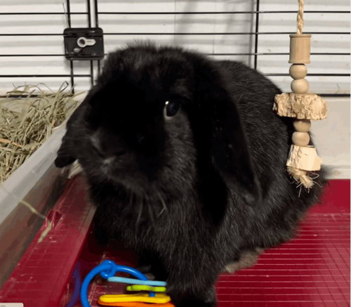 Carley, a rabbit for adoption from Bunny Lu Adoptions Inc aka Bunny Lu Rabbit Rescue