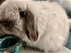 adoptable Rabbit in waynesboro, VA named Nicki