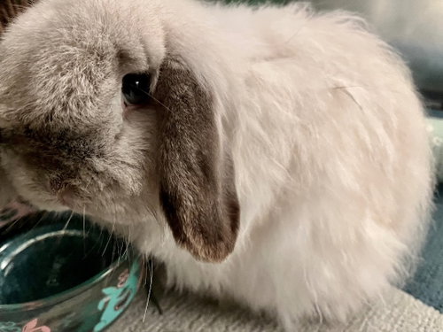Nicki, a rabbit for adoption from Bunny Lu Adoptions Inc aka Bunny Lu Rabbit Rescue