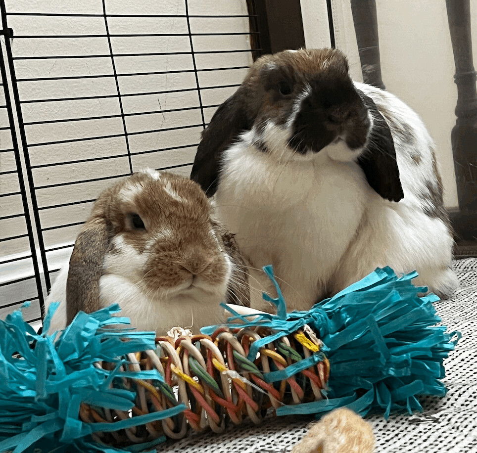 adoptable Rabbit in Waynesboro, VA named Willow and Winnie