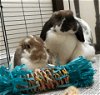 adoptable Rabbit in  named Willow and Winnie