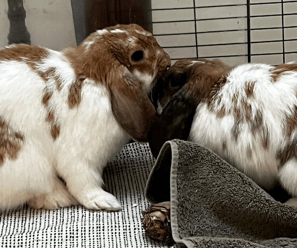 Willow and Winnie