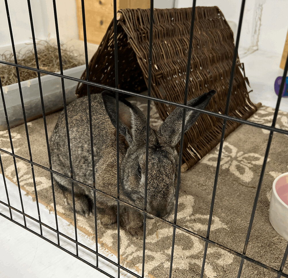 adoptable Rabbit in Waynesboro, VA named Poppy