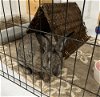adoptable Rabbit in waynesboro, VA named Poppy