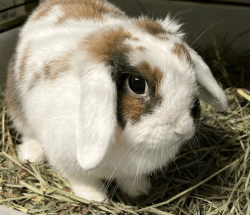Sparkles, a rabbit for adoption from Bunny Lu Adoptions Inc aka Bunny Lu Rabbit Rescue