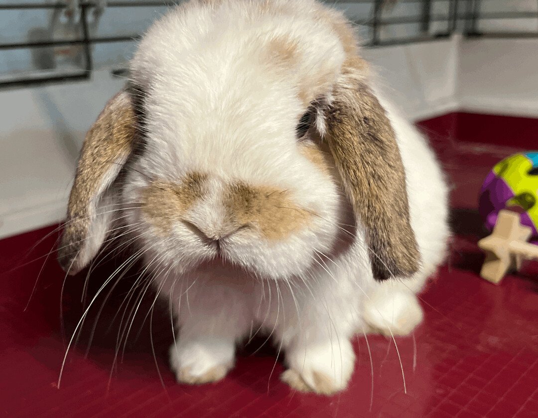 adoptable Rabbit in Waynesboro, VA named Herman