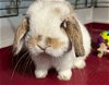 adoptable Rabbit in  named Herman
