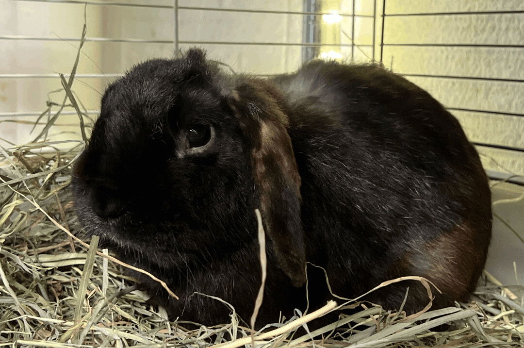 adoptable Rabbit in Waynesboro, VA named Ben