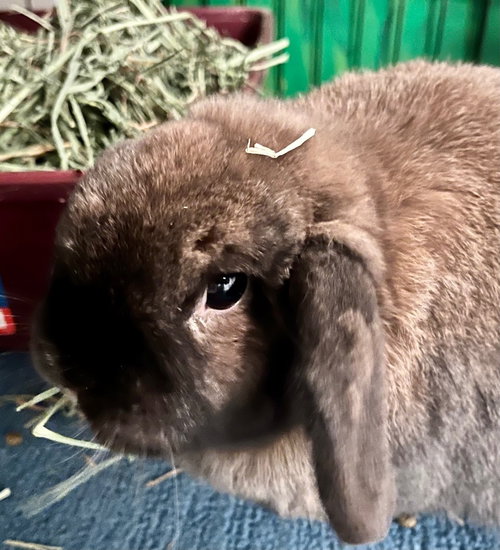 ZsaZsa, a rabbit for adoption from Bunny Lu Adoptions Inc aka Bunny Lu Rabbit Rescue