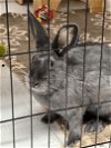 adoptable Rabbit in waynesboro, VA named Petunia