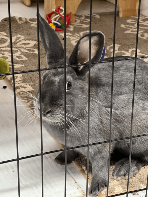 Petunia, a rabbit for adoption from Bunny Lu Adoptions Inc aka Bunny Lu Rabbit Rescue