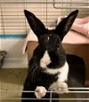 adoptable Rabbit in  named Aubrey