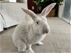 adoptable Rabbit in  named Olaf