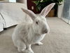 adoptable Rabbit in Waynesboro, VA named Olaf