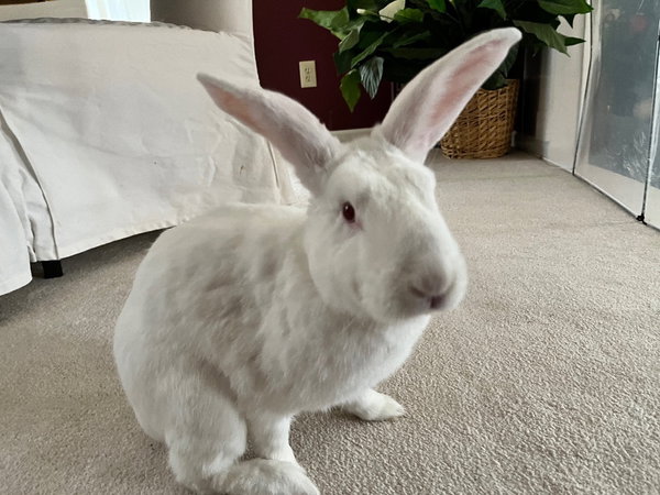 Olaf