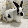 adoptable Rabbit in , VA named Jerry