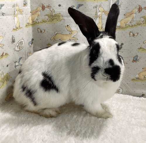 Jerry, a rabbit for adoption from Bunny Lu Adoptions Inc aka Bunny Lu Rabbit Rescue