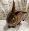 adoptable Rabbit in waynesboro, VA named Tom