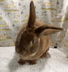 adoptable Rabbit in  named Tom