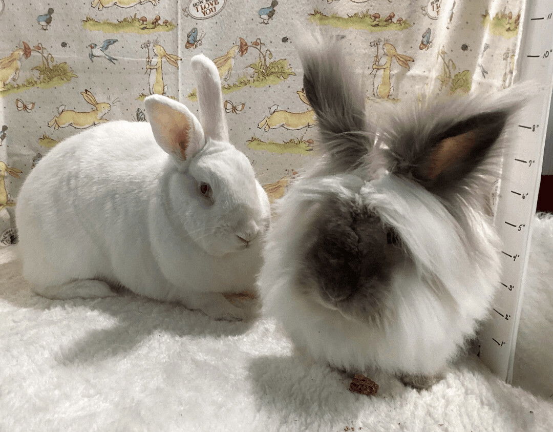 adoptable Rabbit in Waynesboro, VA named Harvey and Hobert