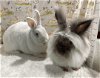 adoptable Rabbit in waynesboro, VA named Harvey and Hobert