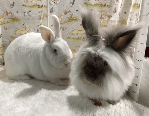 Harvey and Hobert, a rabbit for adoption from Bunny Lu Adoptions Inc aka Bunny Lu Rabbit Rescue