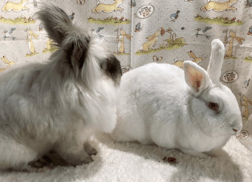 Photo 3 of Harvey and Hobert