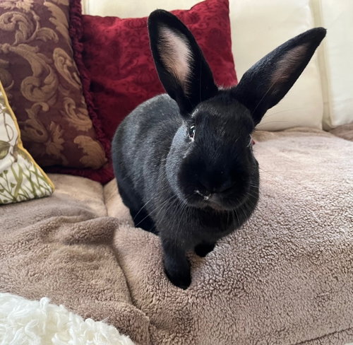 Alan, a rabbit for adoption from Bunny Lu Adoptions Inc aka Bunny Lu Rabbit Rescue