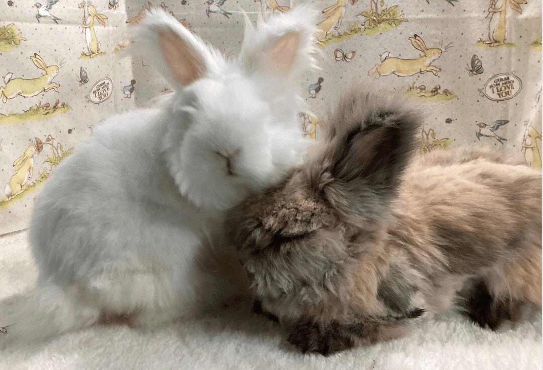 adoptable Rabbit in Waynesboro, VA named Apollo and Snowball