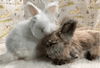 adoptable Rabbit in  named Apollo and Snowball