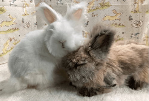 Apollo and Snowball, a rabbit for adoption from Bunny Lu Adoptions Inc aka Bunny Lu Rabbit Rescue