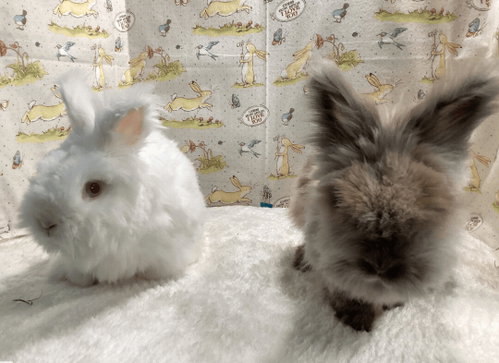 Photo 2 of Apollo and Snowball