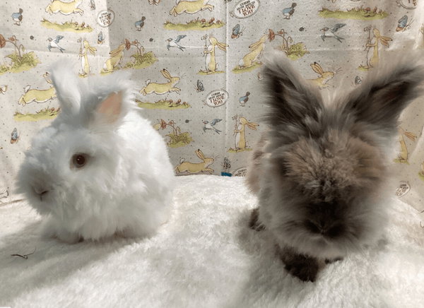 Apollo and Snowball