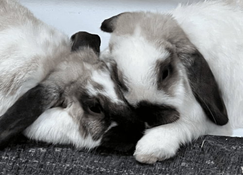 Roxanne and Theo, a rabbit for adoption from Bunny Lu Adoptions Inc aka Bunny Lu Rabbit Rescue