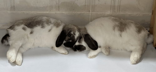 Photo 3 of Roxanne and Theo