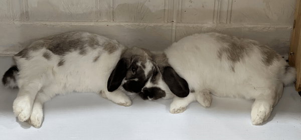 Roxanne and Theo