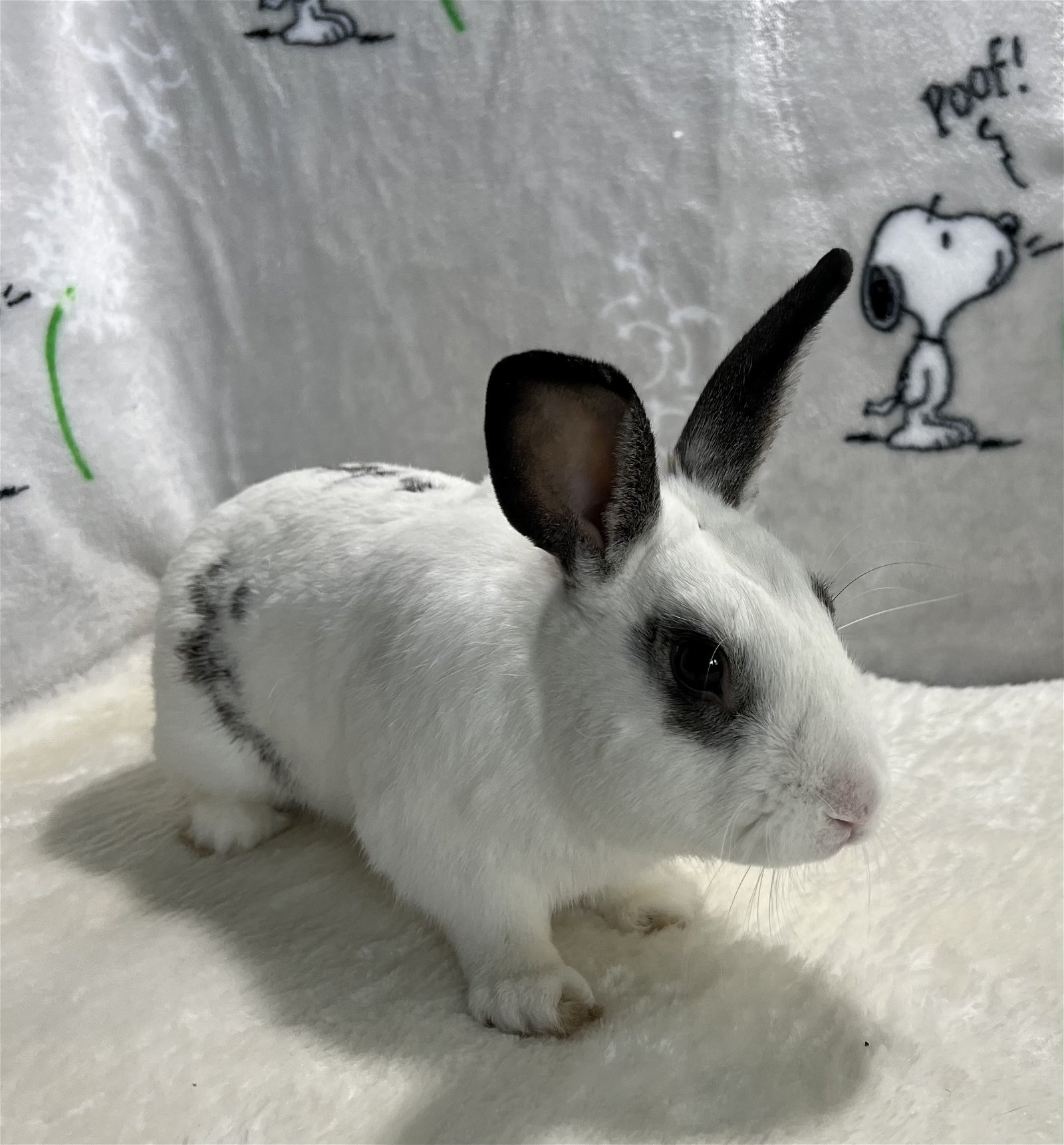 adoptable Rabbit in Waynesboro, VA named Elliot