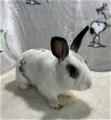 adoptable Rabbit in , VA named Elliot